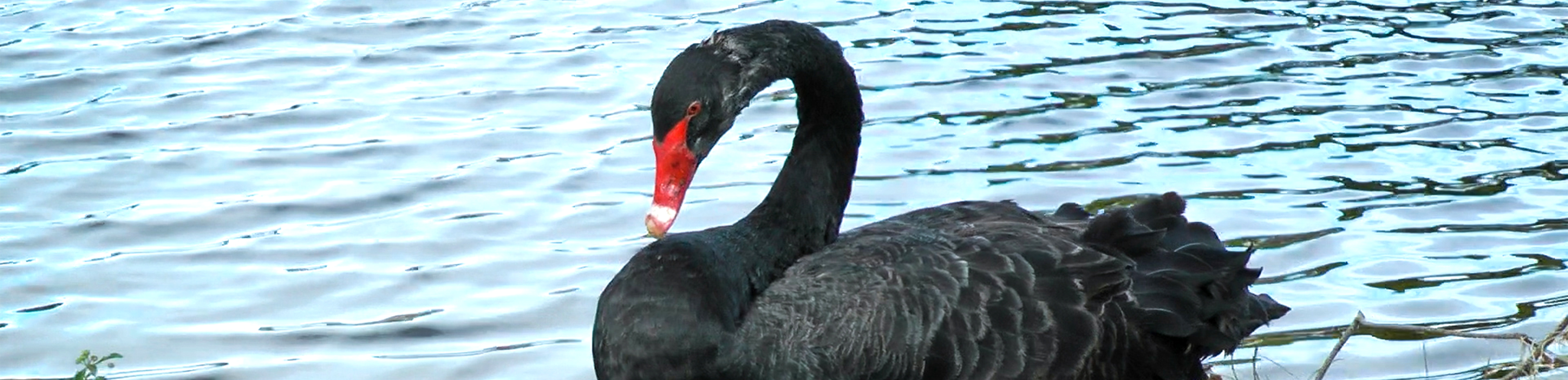 swan paddling on a lake